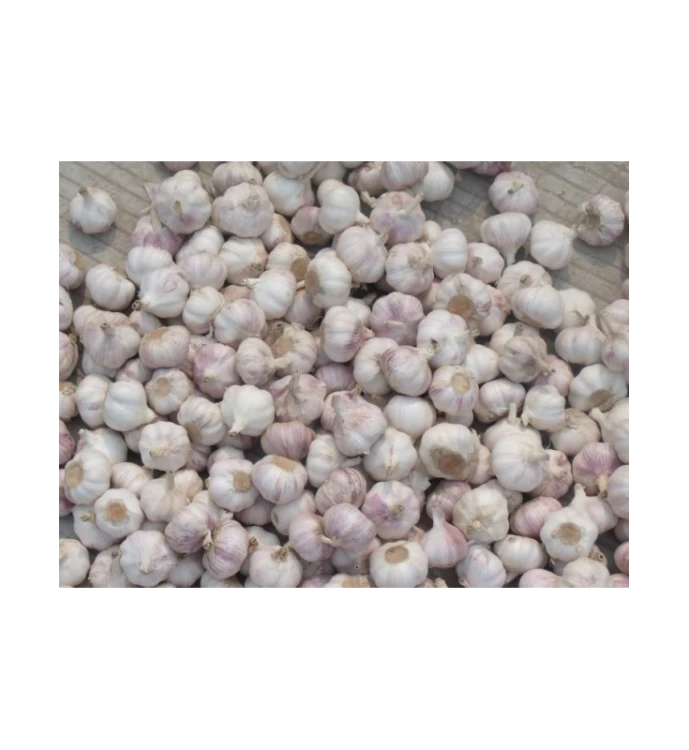 LINIA DO ROZDRABNIANIA I OBIERANIA CZOSNKU 1000 kg